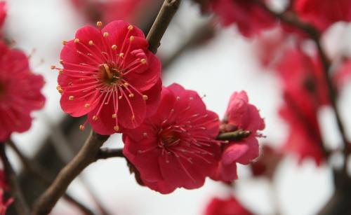 梅花