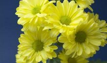 描写菊花的名句