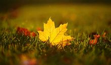 描述秋天的语句