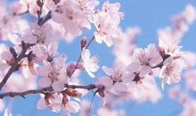 描述花开的诗句