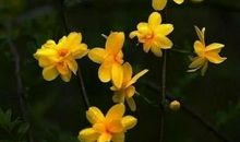 描写春天迎春花的句子