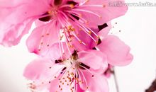 桃花优美的句子