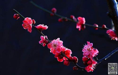 赞美李