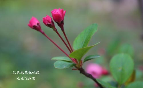 春雨写一段