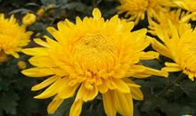 描写菊花姿态的句子