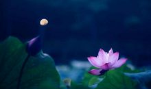 荷塘月色经典句子