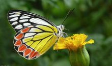 描述蝴蝶的名言