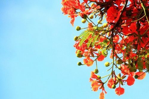 鼓浪屿美学句