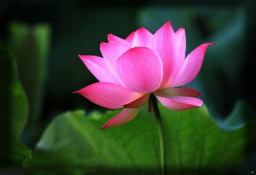形容莲花的句子