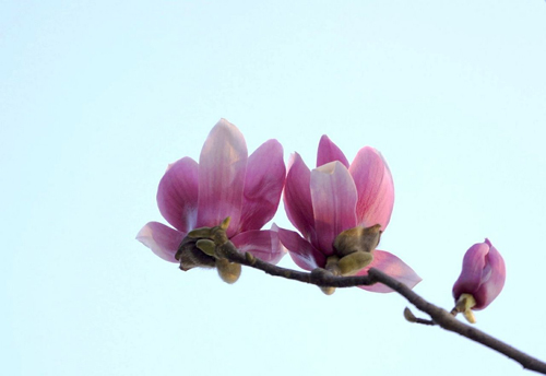 赞美花