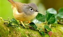 爱护小鸟的标语