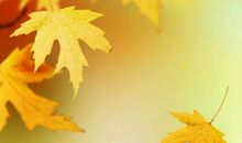 关于描写落叶的句子