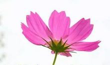 淡淡幸福的句子