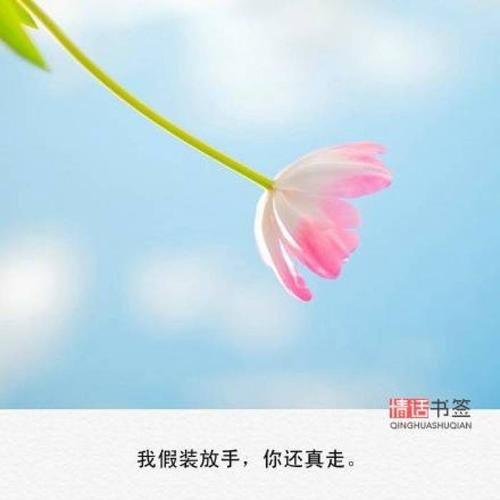 关于描述花朵的句子