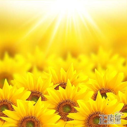 阳光句子
