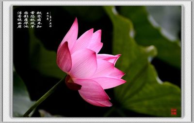 莲花经