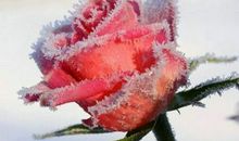 表达爱意的优美句子