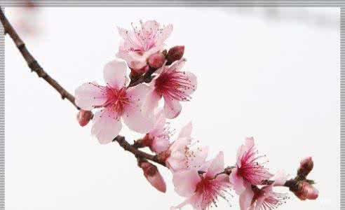 关于描述桃花的句子