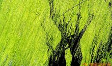 关于描写柳树的诗句