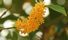 描写桂花的句子大全