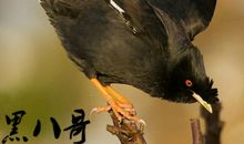 关于描写鸟的句子