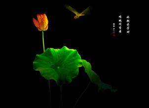 关于花的诗
