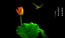 关于描写花的诗句