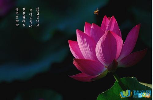 莲花报价