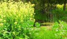 描写春天田野的语句