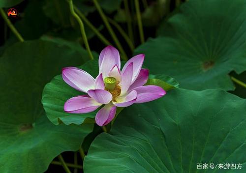 夏雨的判决