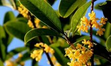 描写桂花香的句子