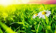 清晨唯美的句子