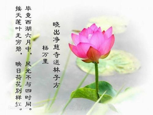一整套描述花的单词