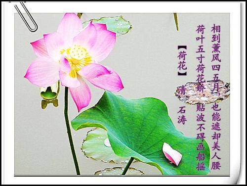 讲莲花经
