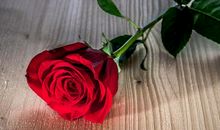 玫瑰花英文句子