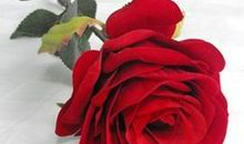 玫瑰花的优美句子