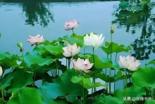 背诵莲花经