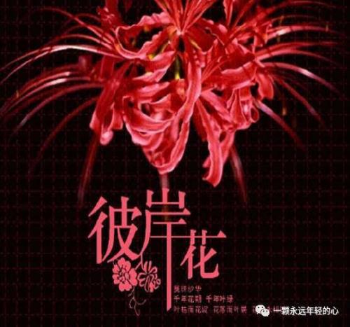 漂亮的句子