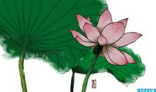 收集荷花的诗句即作者