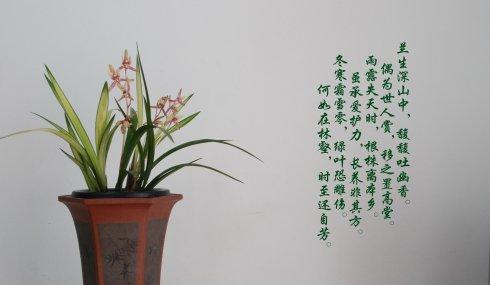 兰花的诗句