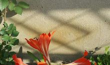 寄情于景的片段