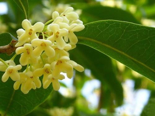 桂花诗大全