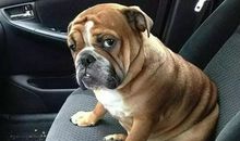 关于描写狗的句子