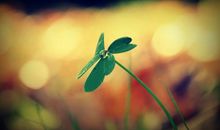 关于露珠的句子