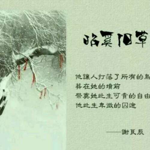昭西老草书行