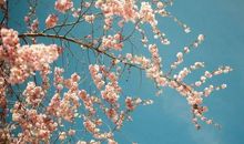 描写冬天腊梅的句子