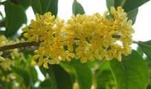 关于描写桂花的句子