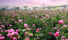 描写花朵美丽的句子