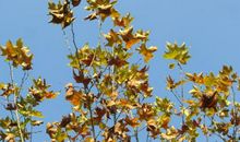 描写秋风落叶的句子