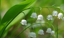 描写春天美景的诗句